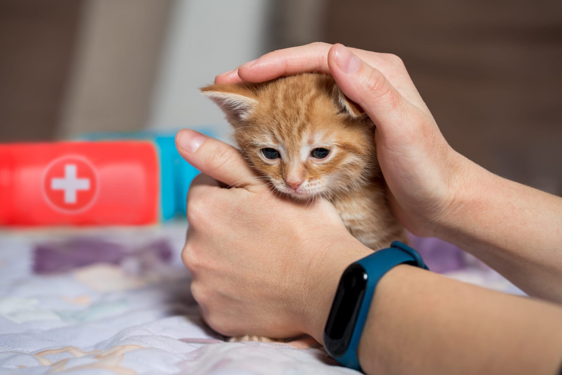 A person's arms, with a kitten being cuddled inside their hands.