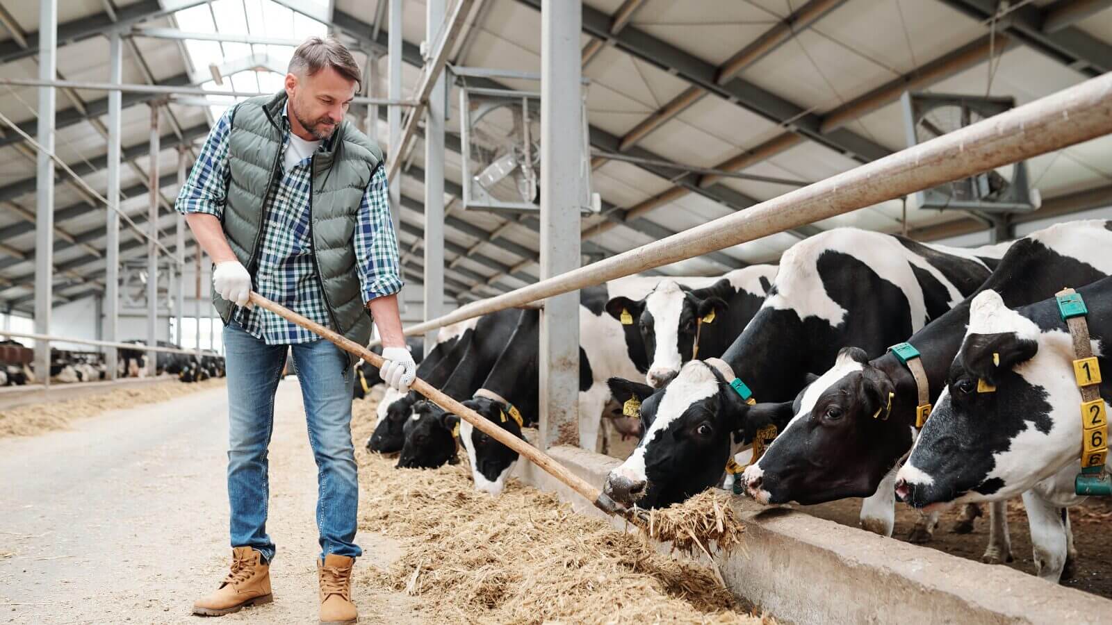 Dairy farmer in a shed, shovelling food to cows